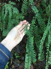 Adiantum aleuticum aleuticum