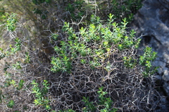 Euphorbia acanthothamnos