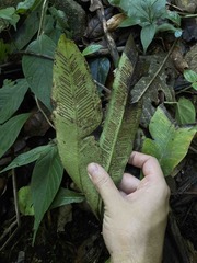 Asplenium serratum
