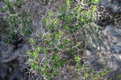 Euphorbia acanthothamnos