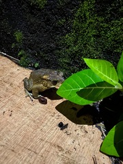 Duttaphrynus melanostictus