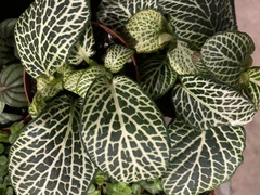 Fittonia