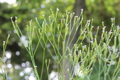 Verbena montevidensis