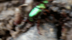 Pelidnota glaberrima