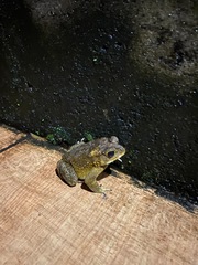 Duttaphrynus melanostictus