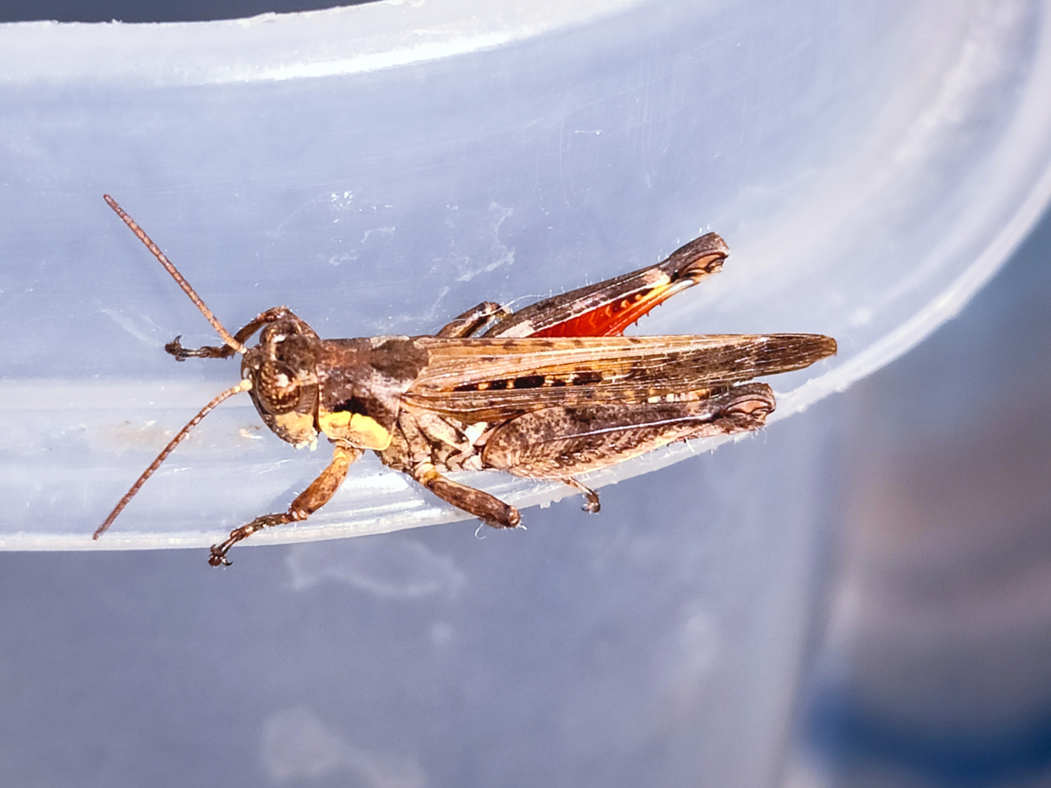 Melanoplinae image
