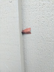 Orthosia transparens