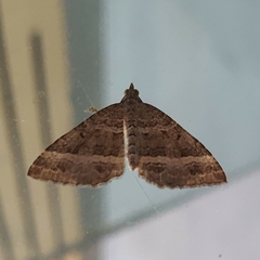 Chrysolarentia subrectaria