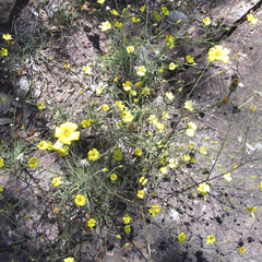 Croptilon hookerianum