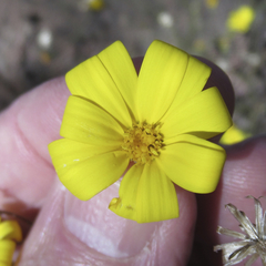 Croptilon hookerianum