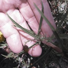 Croptilon hookerianum