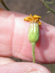 Croptilon hookerianum