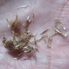 Croptilon hookerianum