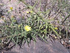 Croptilon hookerianum