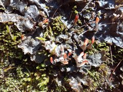 Peltigeraceae