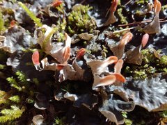Peltigeraceae