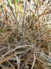 Luzula ulophylla