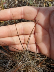 Luzula ulophylla
