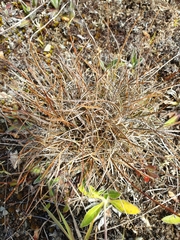 Luzula ulophylla