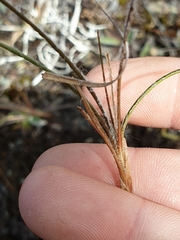 Luzula ulophylla
