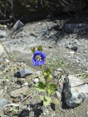 Phacelia viscida