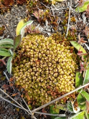 Colobanthus brevisepalus