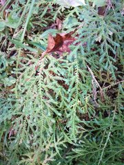Selaginella labordei