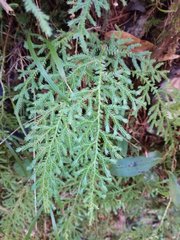 Selaginella labordei