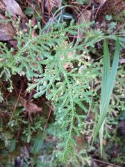 Selaginella labordei
