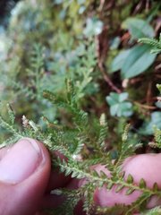 Selaginella labordei