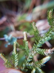Selaginella labordei