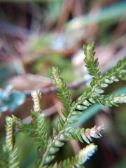 Selaginella labordei