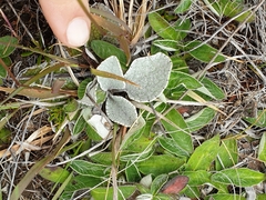 Brachyglottis haastii