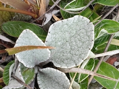 Brachyglottis haastii