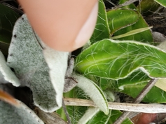 Brachyglottis haastii