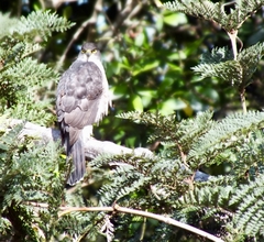 Accipiter chilensis