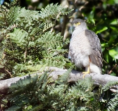 Accipiter chilensis