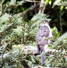 Accipiter chilensis