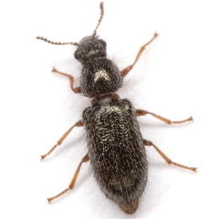 Trichochrous texanus