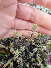 Veronica pimeleoides