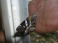 Codatractus bryaxis