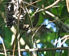 Pheugopedius rutilus