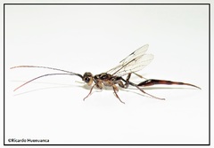 Monomachus porteri