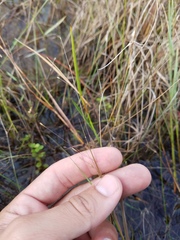 Eragrostis elliottii