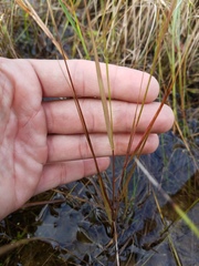 Eragrostis elliottii