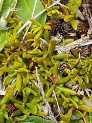 Stackhousia minima