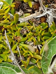 Stackhousia minima