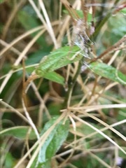 Epilobium pallidiflorum