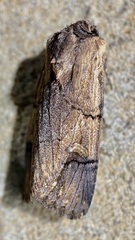 Dichagyris grotei