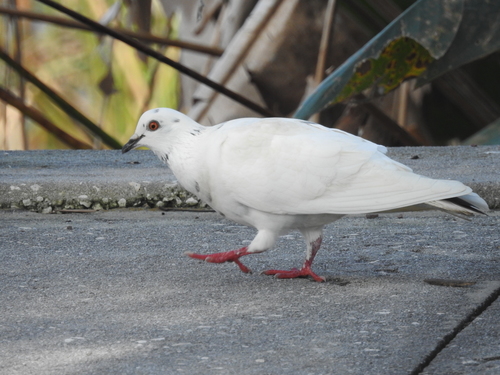Columba livia image